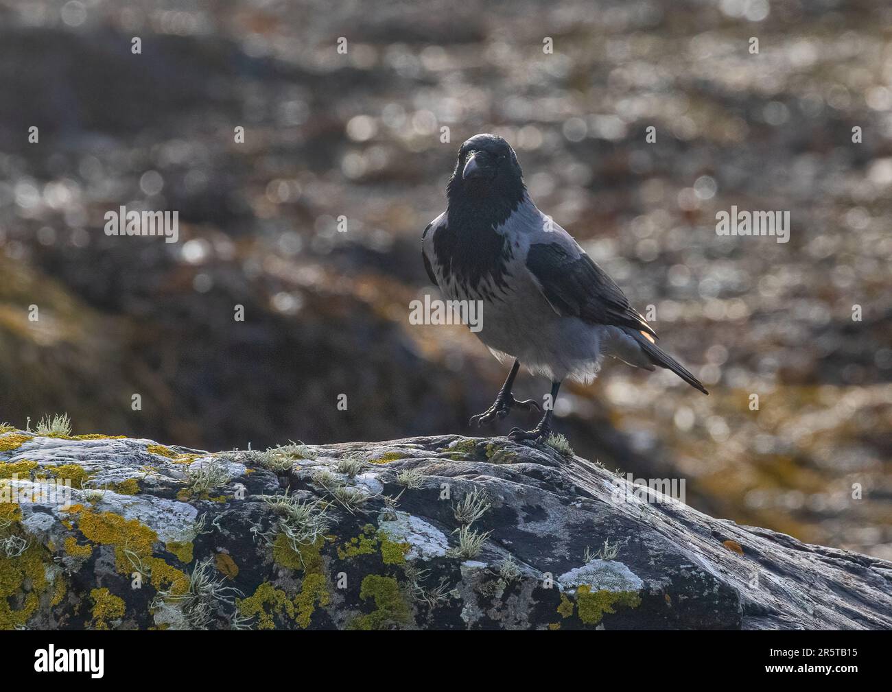 Un geste d'équilibrage d'une jambe d'un Crow à capuche ( Corvus cornix) montrant son plumage noir et gris assis sur les rochers de Clifden Bay en Irlande Banque D'Images