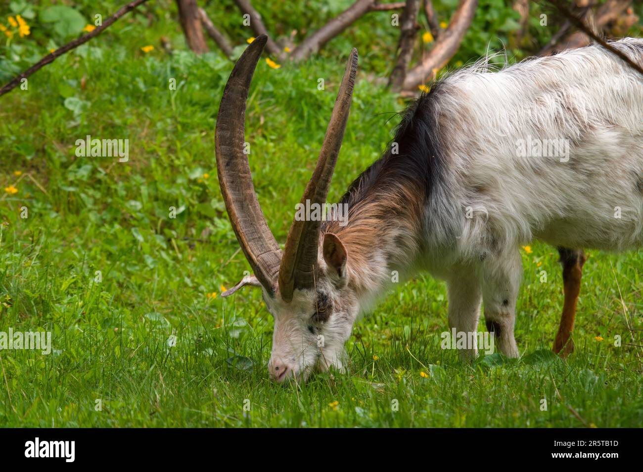 vieux buck de chèvre avec de longues cornes sur un pré vert Banque D'Images