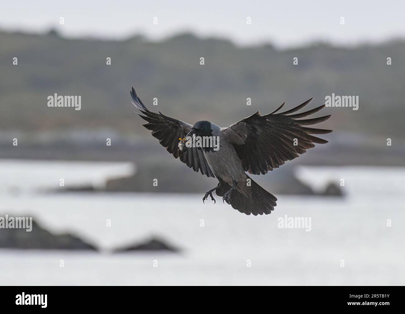 Un Corvus cornix ( Clow Hooded Corvus cornix) attrapé en action en faisant tomber des poissons à l'abri d'une hauteur , puis en utilisant la gravité pour le briser s'ouvrir sur les rochers en dessous . Banque D'Images