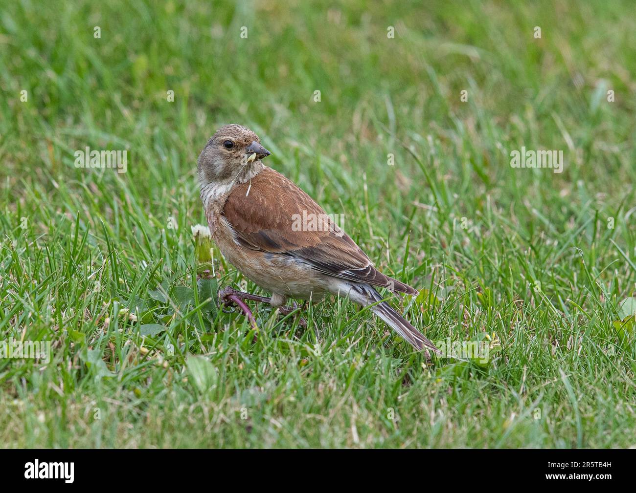 Un mâle coloré Linnet (Linaria cannabina) se nourrissant sur les prairies , pris tenant un pissenlit avec les graines de pissenlit dans son bec . Suffolk, Royaume-Uni Banque D'Images