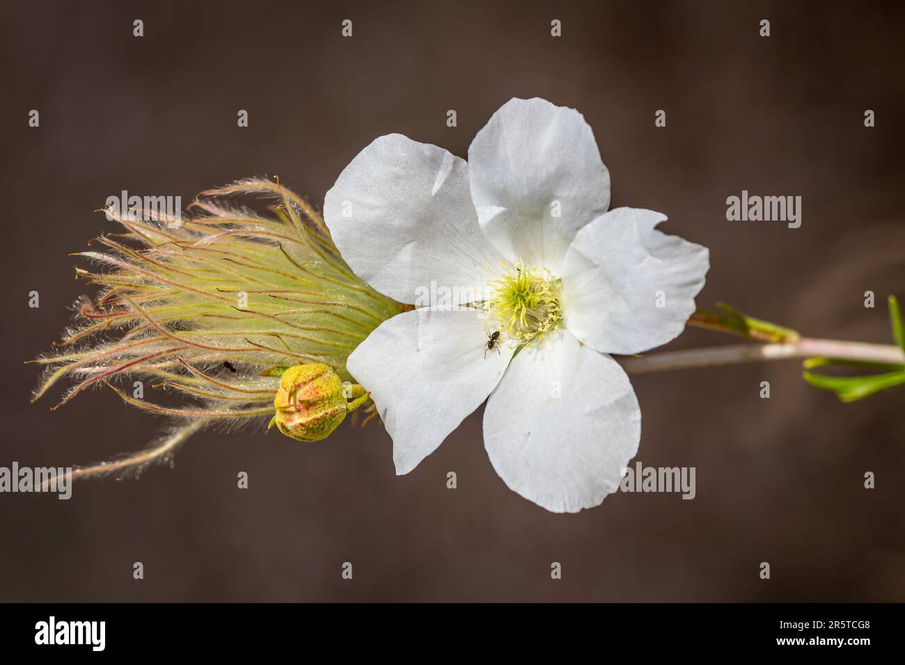 Une fleur de plume d'Apache blanc vif Banque D'Images