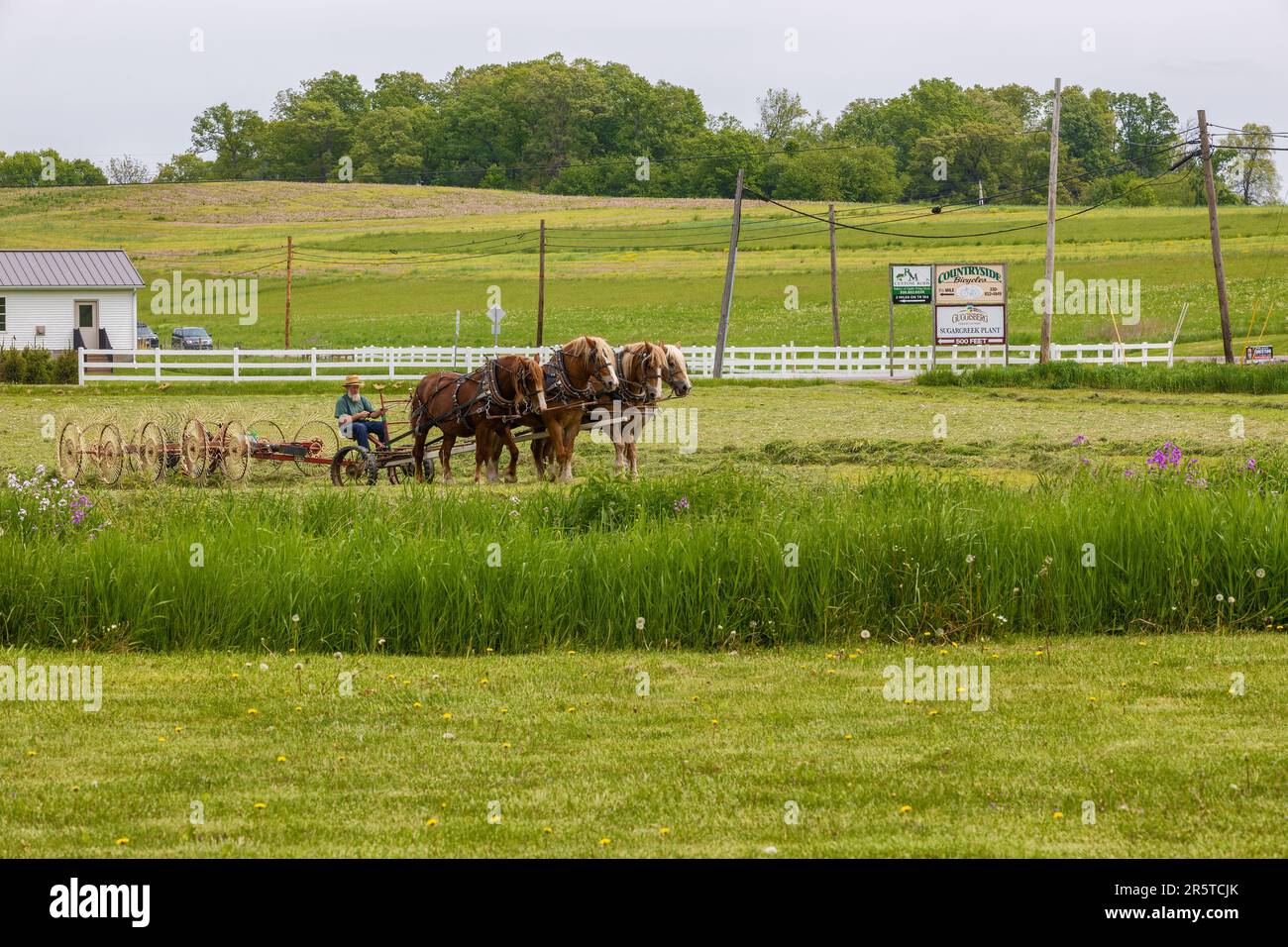 Amish Country, Ohio, États-Unis - 16 mai 2023 : les chevaux de trait travaillent un champ en rabaissant le foin dans le pays Amish rural de l'Ohio. Banque D'Images