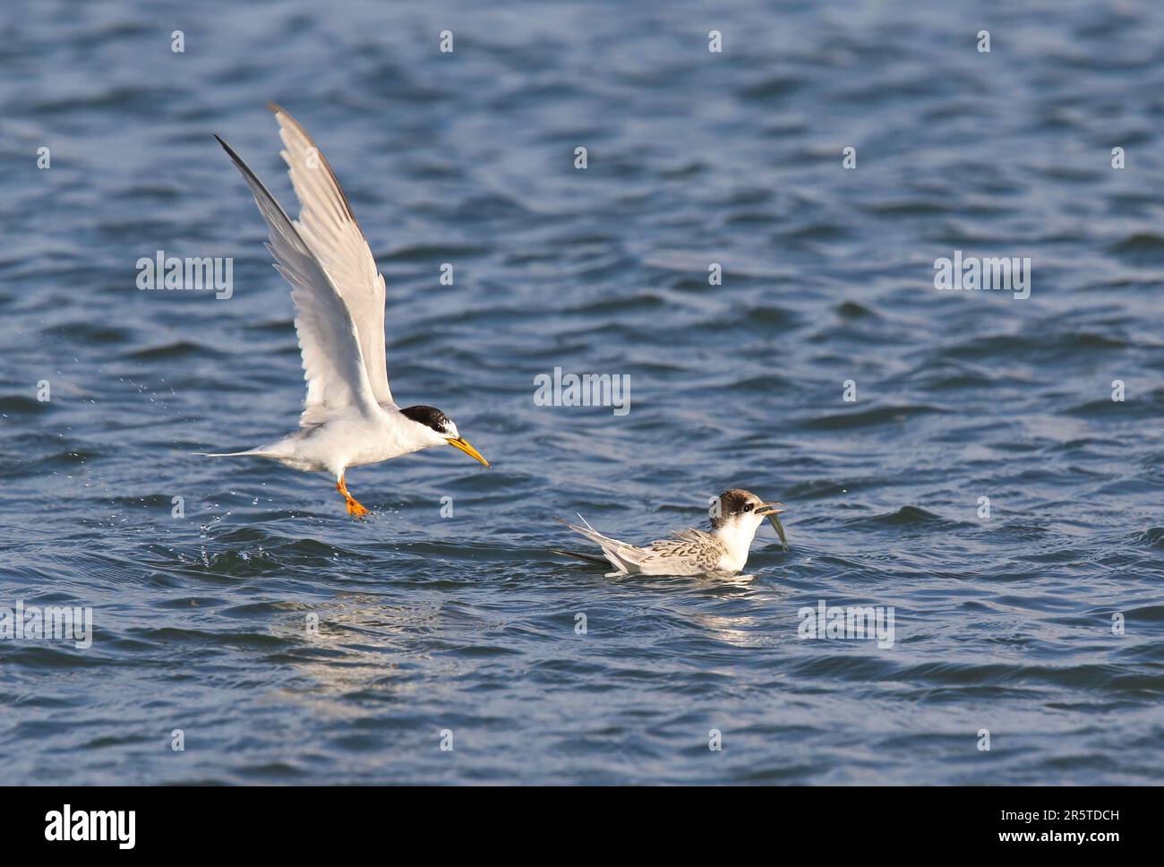 Little Tern (Sternula albifrons albifrons) adulte en vol vient de nourrir des juvéniles en mer Eccles-on-Sea, Norfolk Juillet Banque D'Images