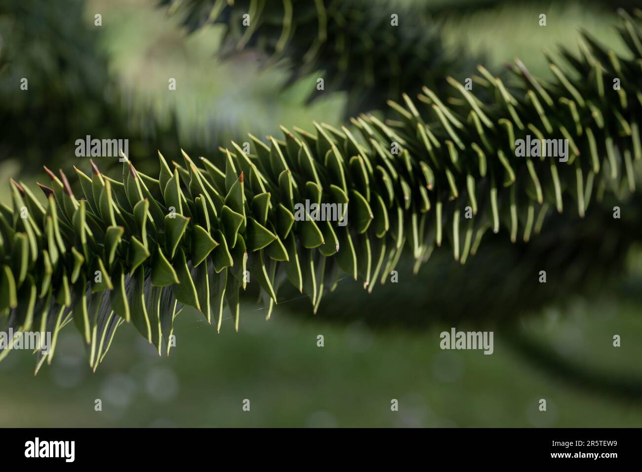 branches de l'arbre araucaria sur fond vert gros plan Banque D'Images