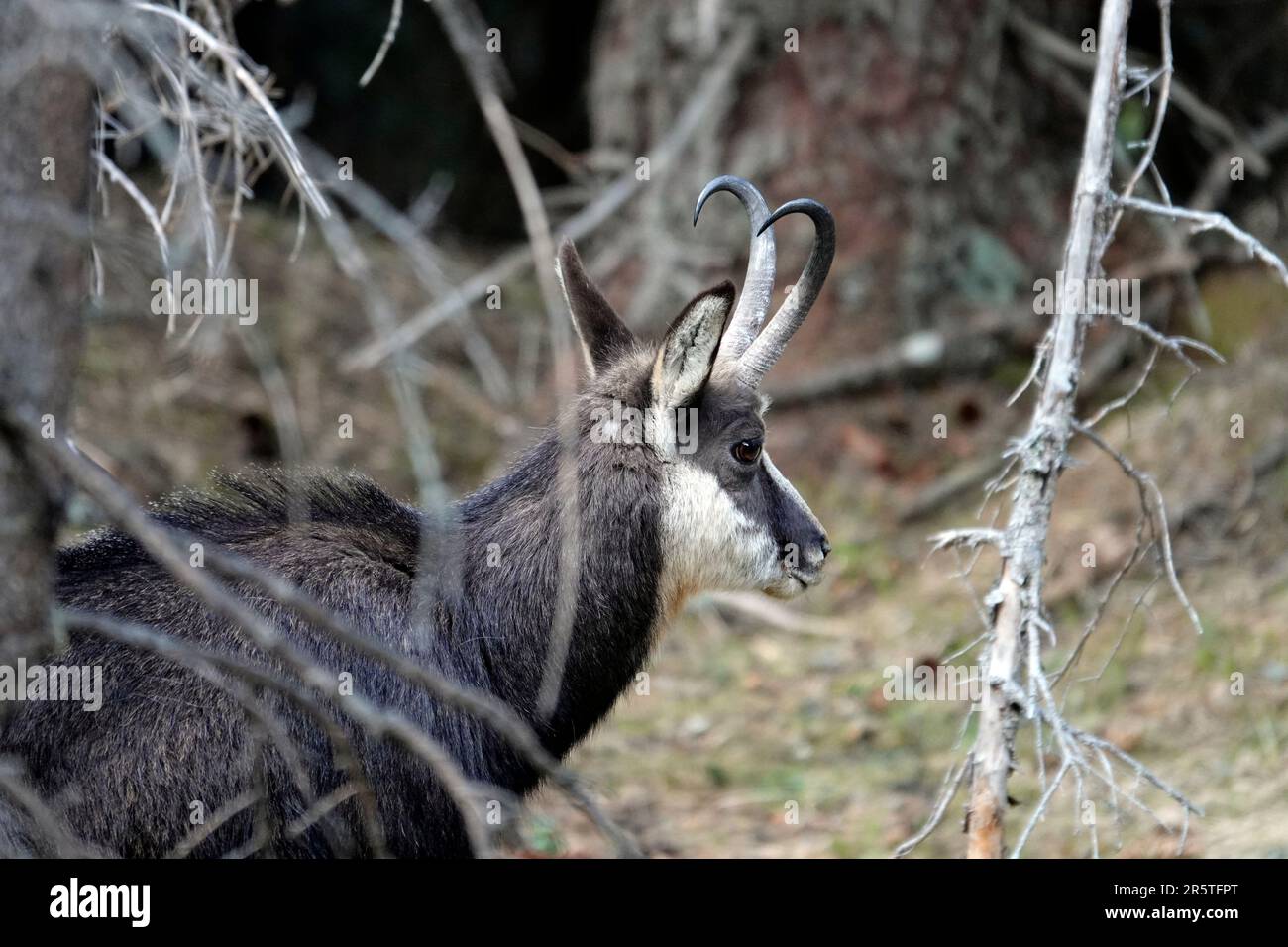 un mâle chamois adulte dans la rut en automne sur les montagnes Banque D'Images