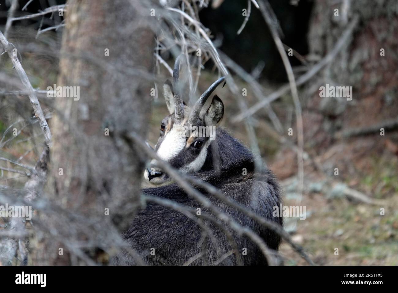 un mâle chamois adulte dans la rut en automne sur les montagnes Banque D'Images