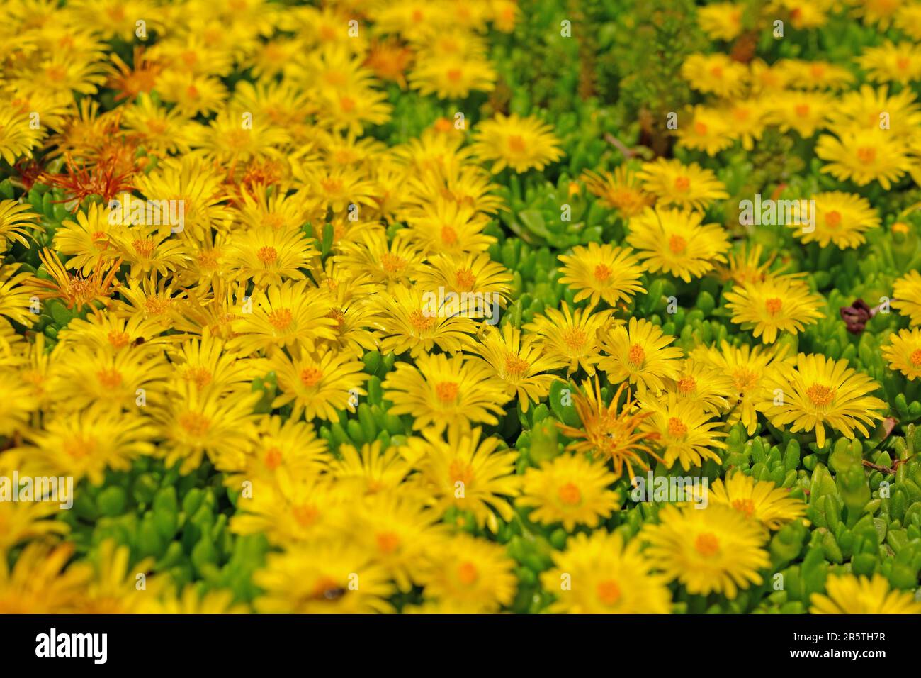 Fleur de midi, Delosperma lineare, avec fleurs jaunes Banque D'Images