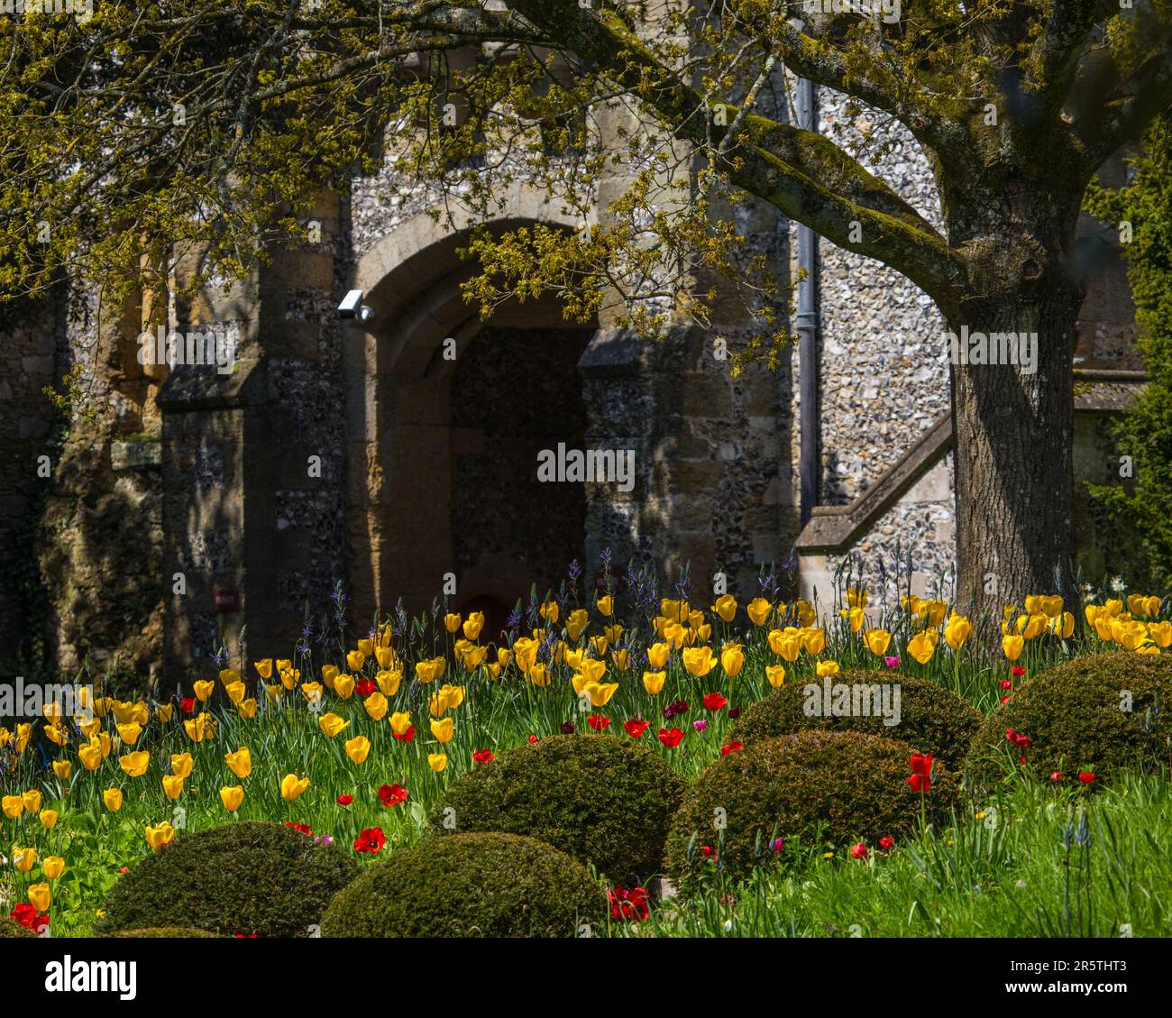 Sussex, Royaume-Uni - 29 avril 2023 : de magnifiques tulipes au château historique d'Arundel à Arundel, dans l'ouest du Sussex. Banque D'Images