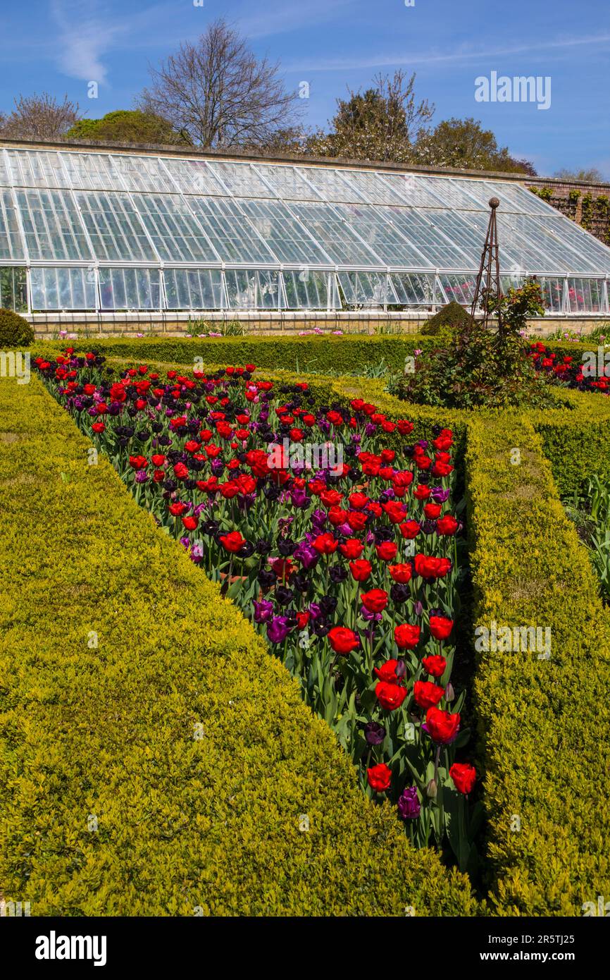 Sussex, Royaume-Uni - 29 avril 2023 : serre et tulipes dans les jardins du château d'Arundel à Arundel, dans l'ouest du Sussex. Banque D'Images