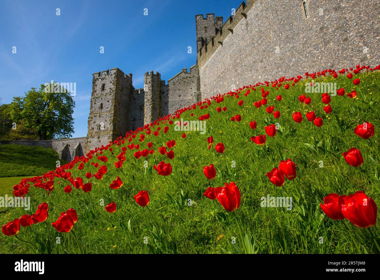 Sussex, Royaume-Uni - 29 avril 2023 : de magnifiques tulipes rouges au château historique d'Arundel à Arundel, dans l'ouest du Sussex. Banque D'Images