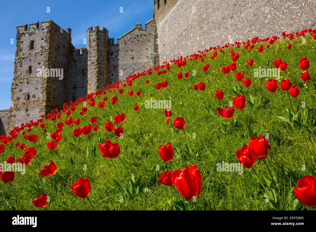Sussex, Royaume-Uni - 29 avril 2023 : de magnifiques tulipes rouges au château historique d'Arundel à Arundel, dans l'ouest du Sussex. Banque D'Images