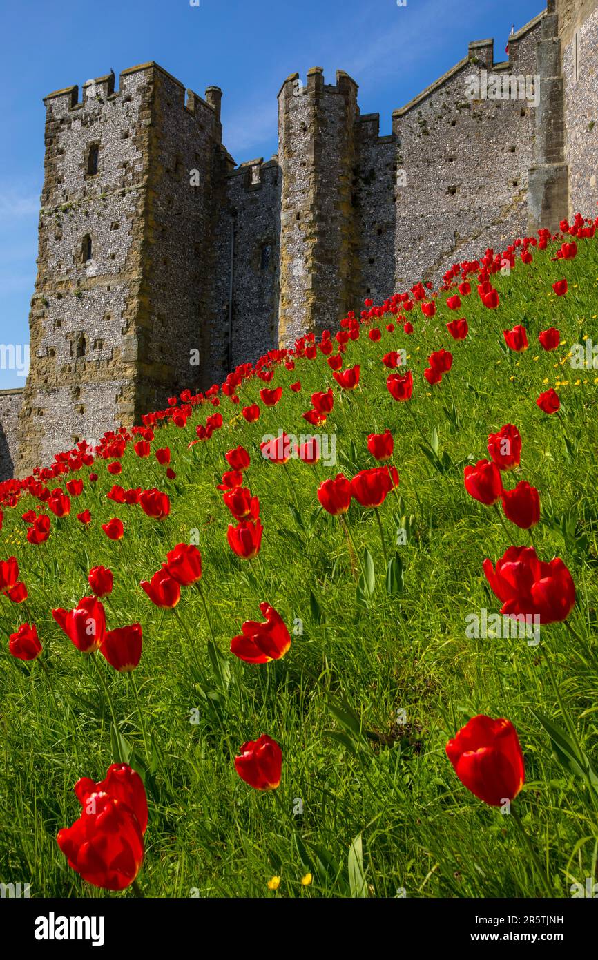Sussex, Royaume-Uni - 29 avril 2023 : de magnifiques tulipes rouges au château historique d'Arundel à Arundel, dans l'ouest du Sussex. Banque D'Images