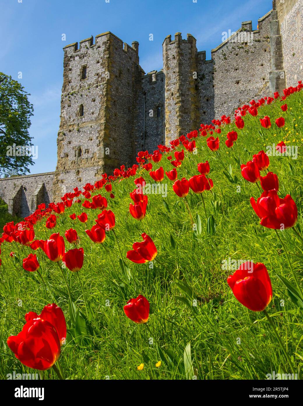 Sussex, Royaume-Uni - 29 avril 2023 : de magnifiques tulipes rouges au château historique d'Arundel à Arundel, dans l'ouest du Sussex. Banque D'Images