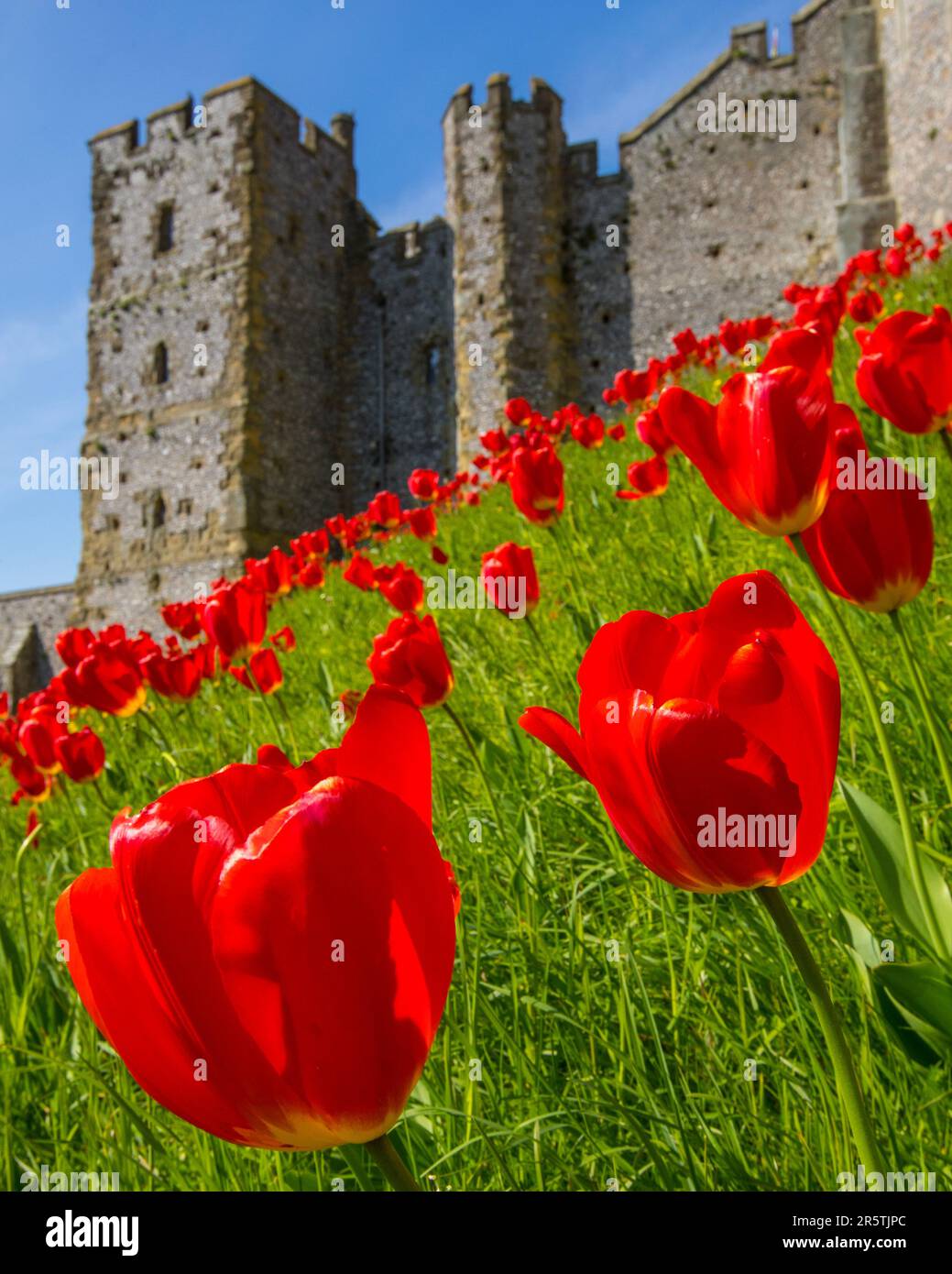 Sussex, Royaume-Uni - 29 avril 2023 : de magnifiques tulipes rouges au château historique d'Arundel à Arundel, dans l'ouest du Sussex. Banque D'Images