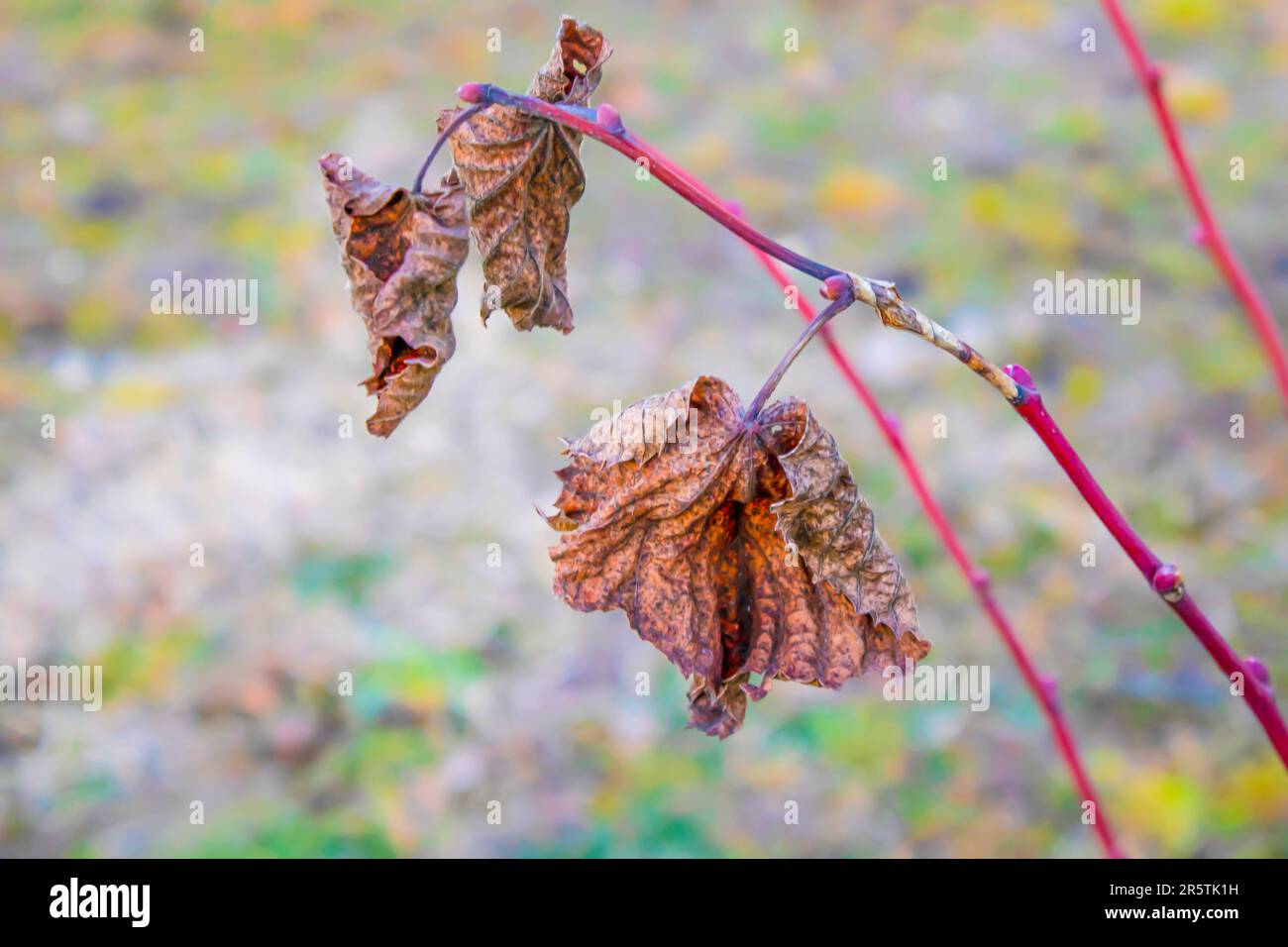 Feuilles brunes-vertes, feuille de séchage Banque D'Images