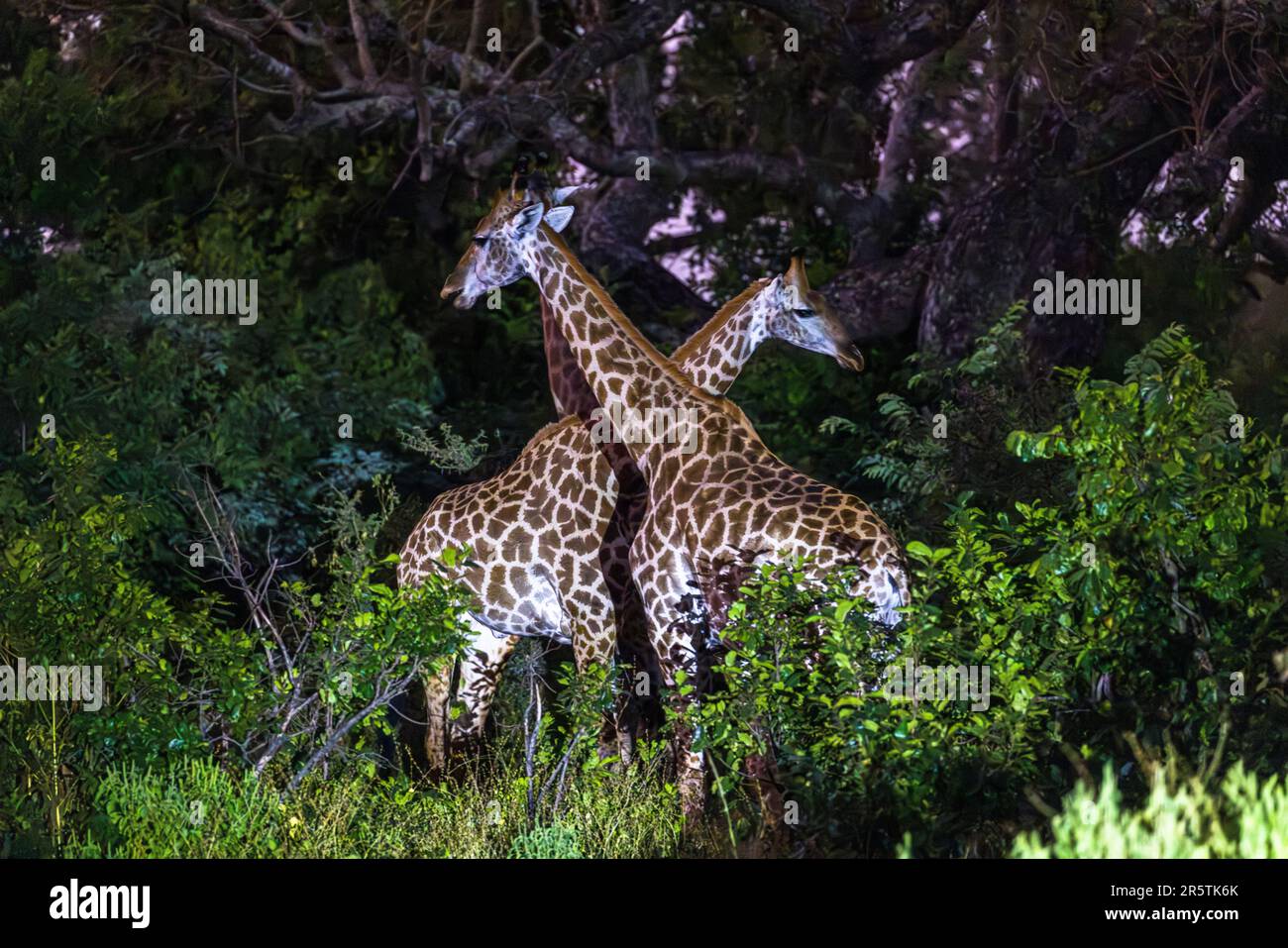 Deux girafes se tiennent les cous croisés dans les sous-bois de la réserve de faune de Majete, au Malawi, éclairées par une lampe torche au crépuscule. En 2018, African Parks a réintroduit treize girafes dans la réserve en provenance d’Afrique du Sud et du propre Nyala Park du Malawi, un voyage de plus de 2 500 kilomètres – avant cela, l’espèce avait presque disparu du pays. Banque D'Images