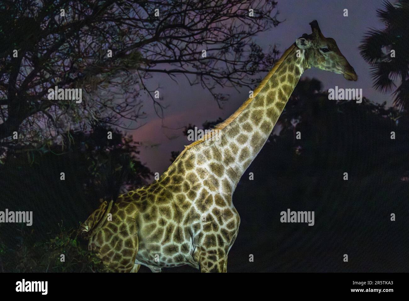 Une girafe lève sa tête dans le faisceau d'une lampe torche lors d'une excursion nocturne dans la réserve de Majete Wildlife Reserve, au Malawi. Gérée par African Parks depuis 2003, la réserve abrite aujourd'hui environ 12 000 animaux sauvages, après que la braconnerie avait presque anéanti sa faune. Banque D'Images