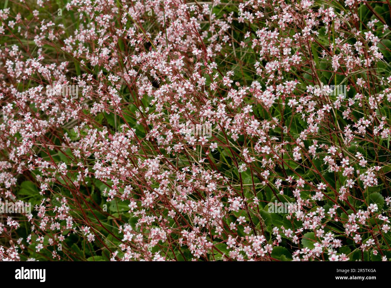 Saxifraga × urbium. London Pride. Une vivacité à feuilles persistantes avec des fleurs rose pâle. Banque D'Images