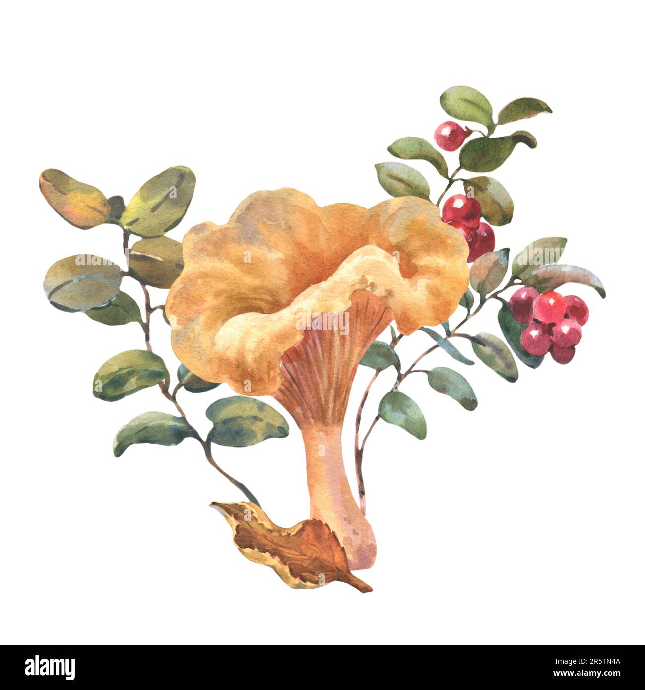 Chanterelle de forêt avec arbustes de canneberges et feuille d'automne. Illustration à l'aquarelle dessinée à la main. Composition isolée sur fond blanc Banque D'Images