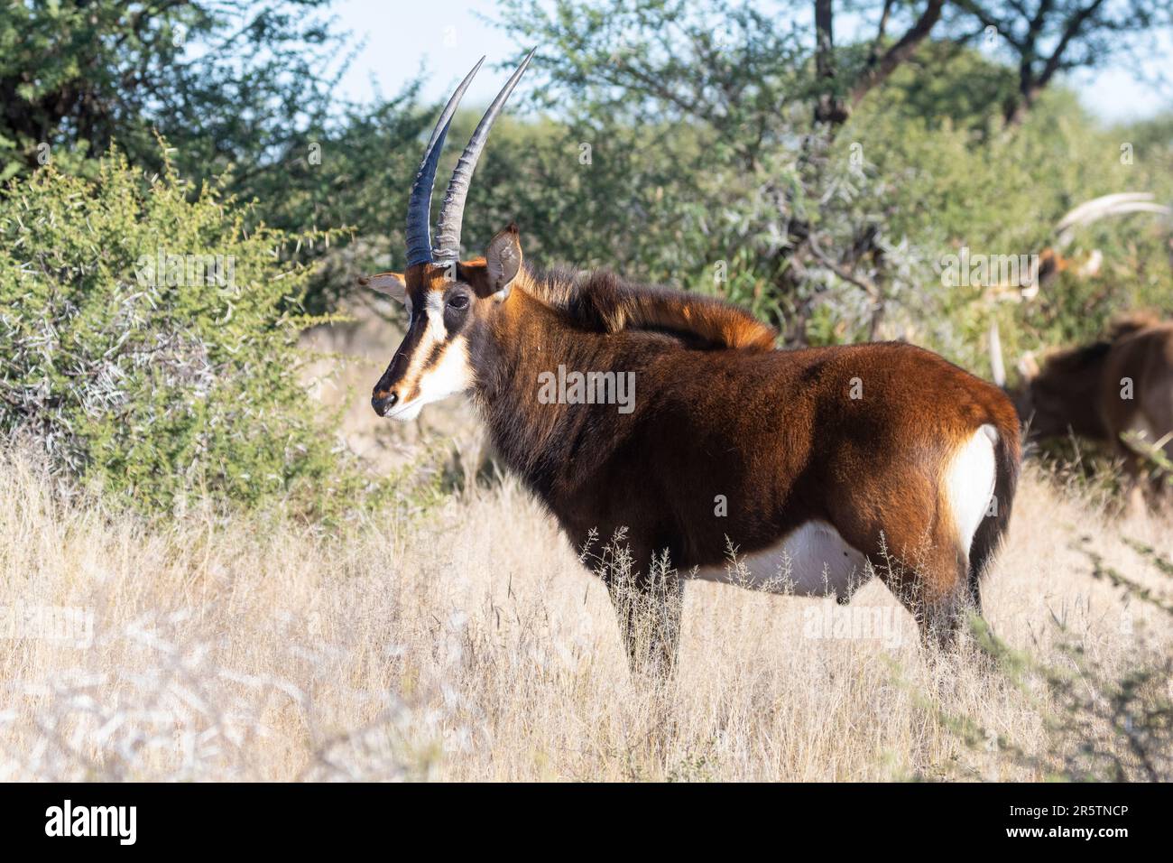 Antelope de sable (Hippotragus niger) dans la savane boisée, parc national de Mokala, Afrique du Sud Banque D'Images