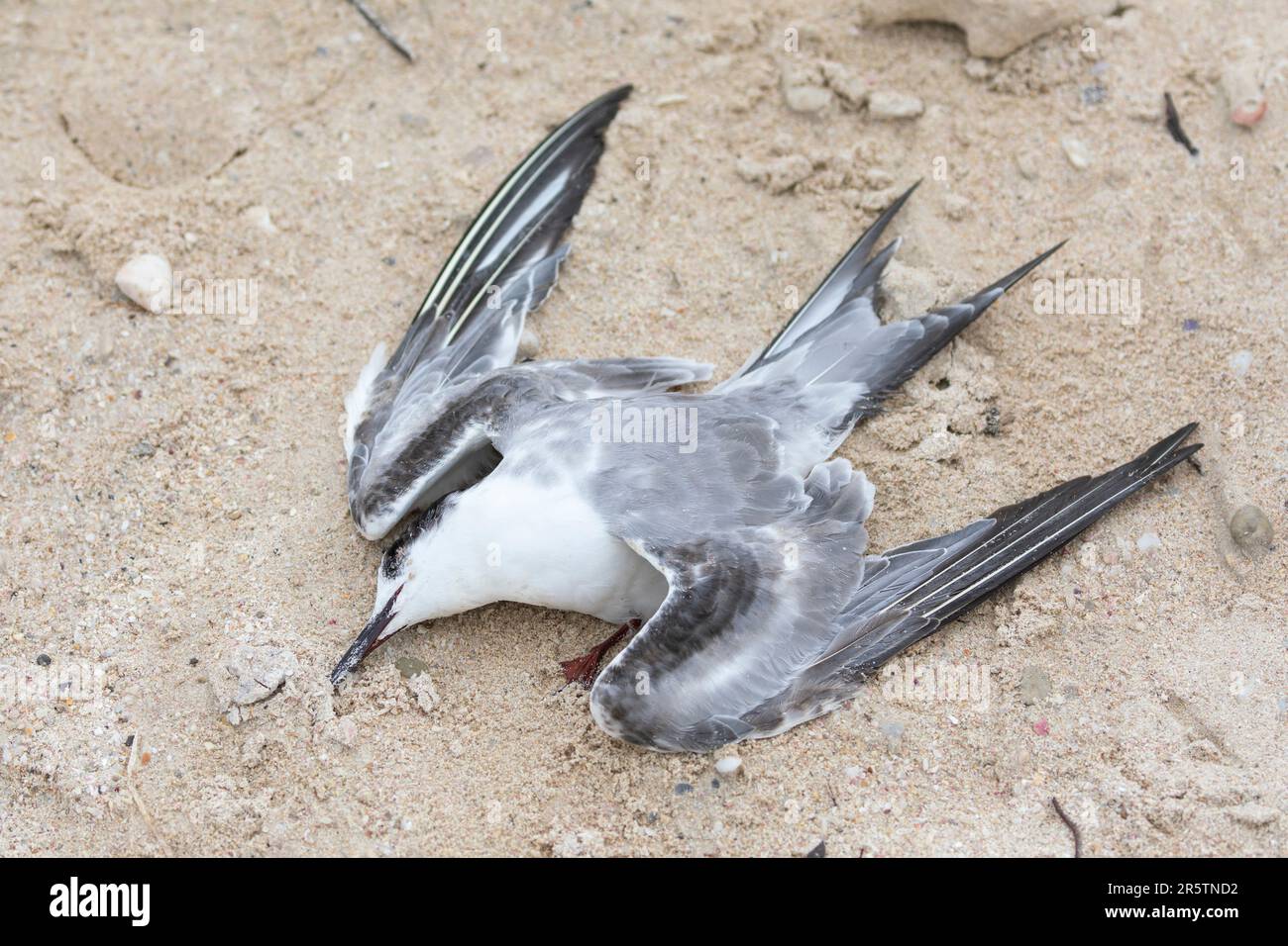 Le corps d'une sterne commune (Sterna hirundo) sur une plage, victime de la grippe aviaire, de la grippe aviaire, de la grippe aviaire, d'un virus contagieux de type A. Banque D'Images