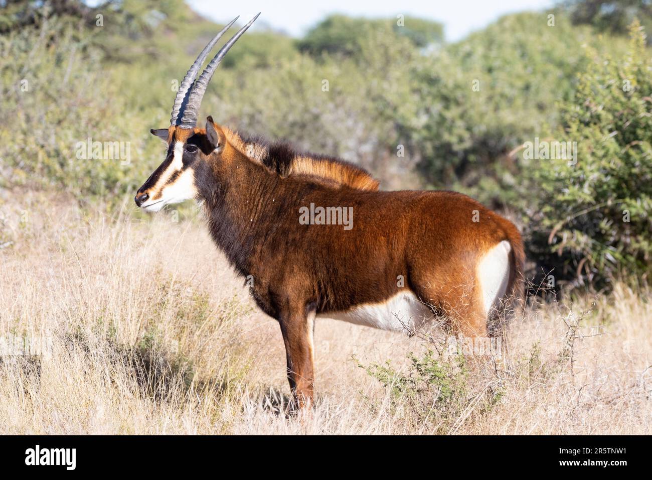 Antelope de sable (Hippotragus niger) dans la savane boisée, parc national de Mokala, Afrique du Sud Banque D'Images