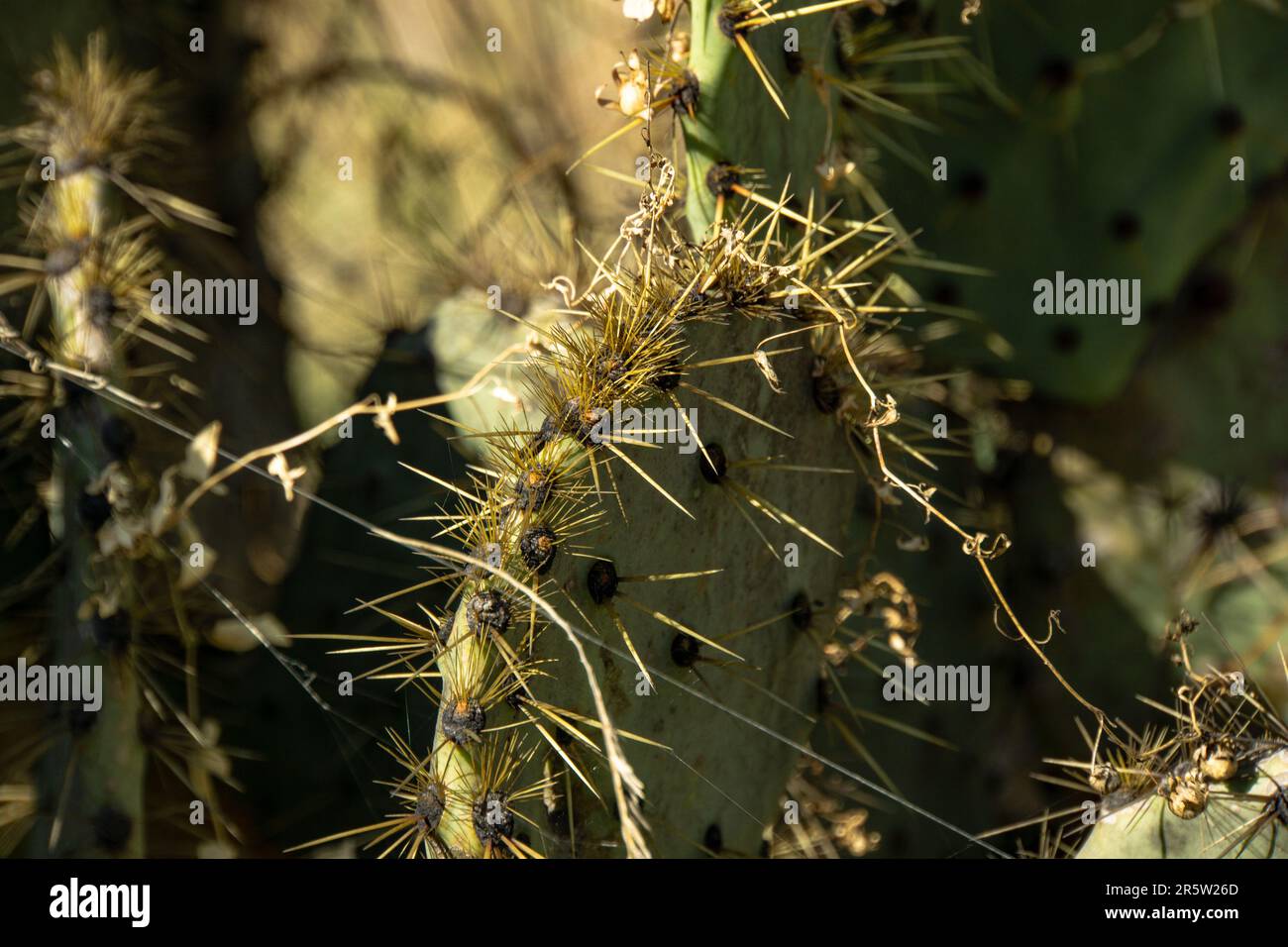 Macro Cactus dans Mineral de Pozos Banque D'Images