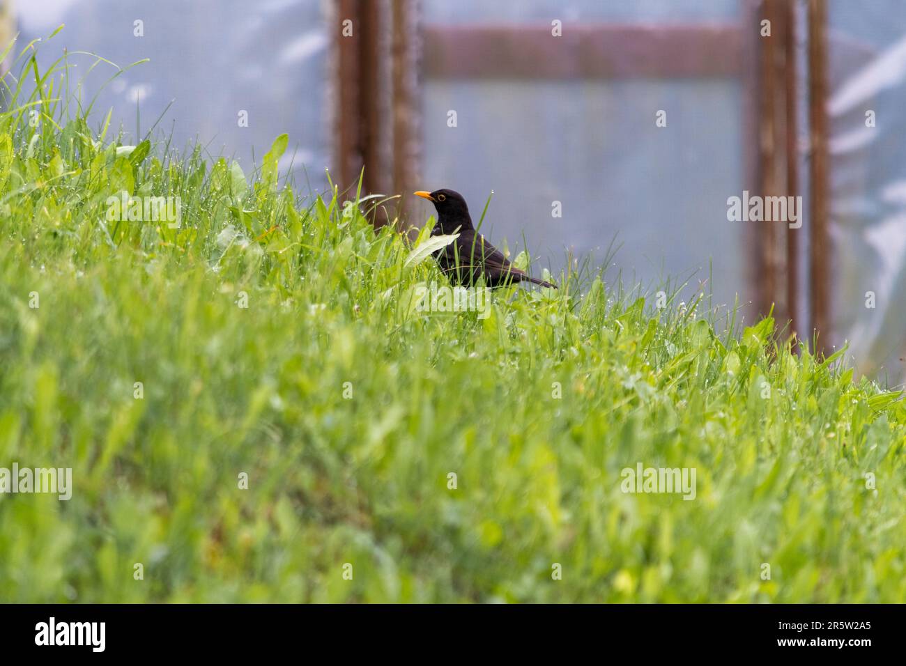 Petit blackbird à la recherche de nourriture en montant dans un pré après la pluie. Banque D'Images