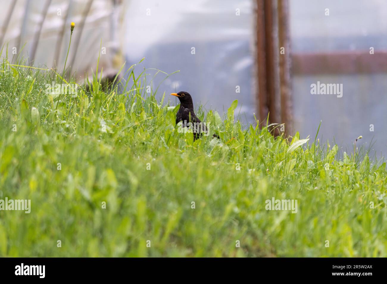 Petit blackbird à la recherche de nourriture en montant dans un pré après la pluie. Banque D'Images