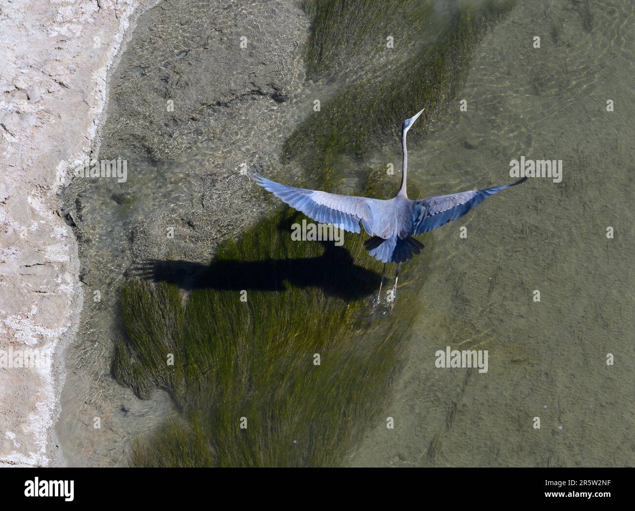 Great Blue Heron en vol depuis la rivière Pecos, dans l'ouest du Texas Banque D'Images