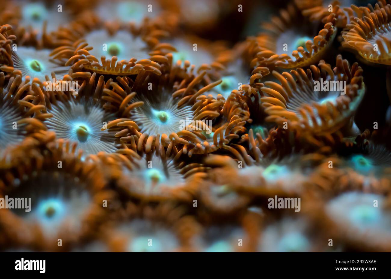 Photo sous-marine - fleur d'orange comme les coraux mous, espèces de Zoanthus, émettant de la lumière sous ampoule UV, arrière-plan marin abstrait, profondeur de champ peu profonde Banque D'Images