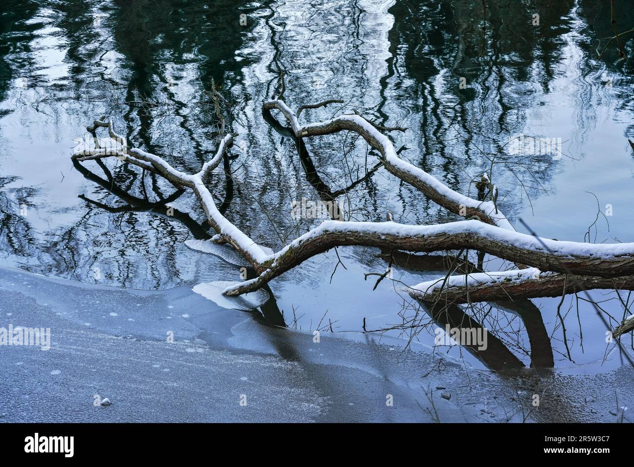 Branches d'arbres tombées dans la rivière ou le lac d'hiver, quelques glaces sur le rivage, bois recouvert de neige Banque D'Images