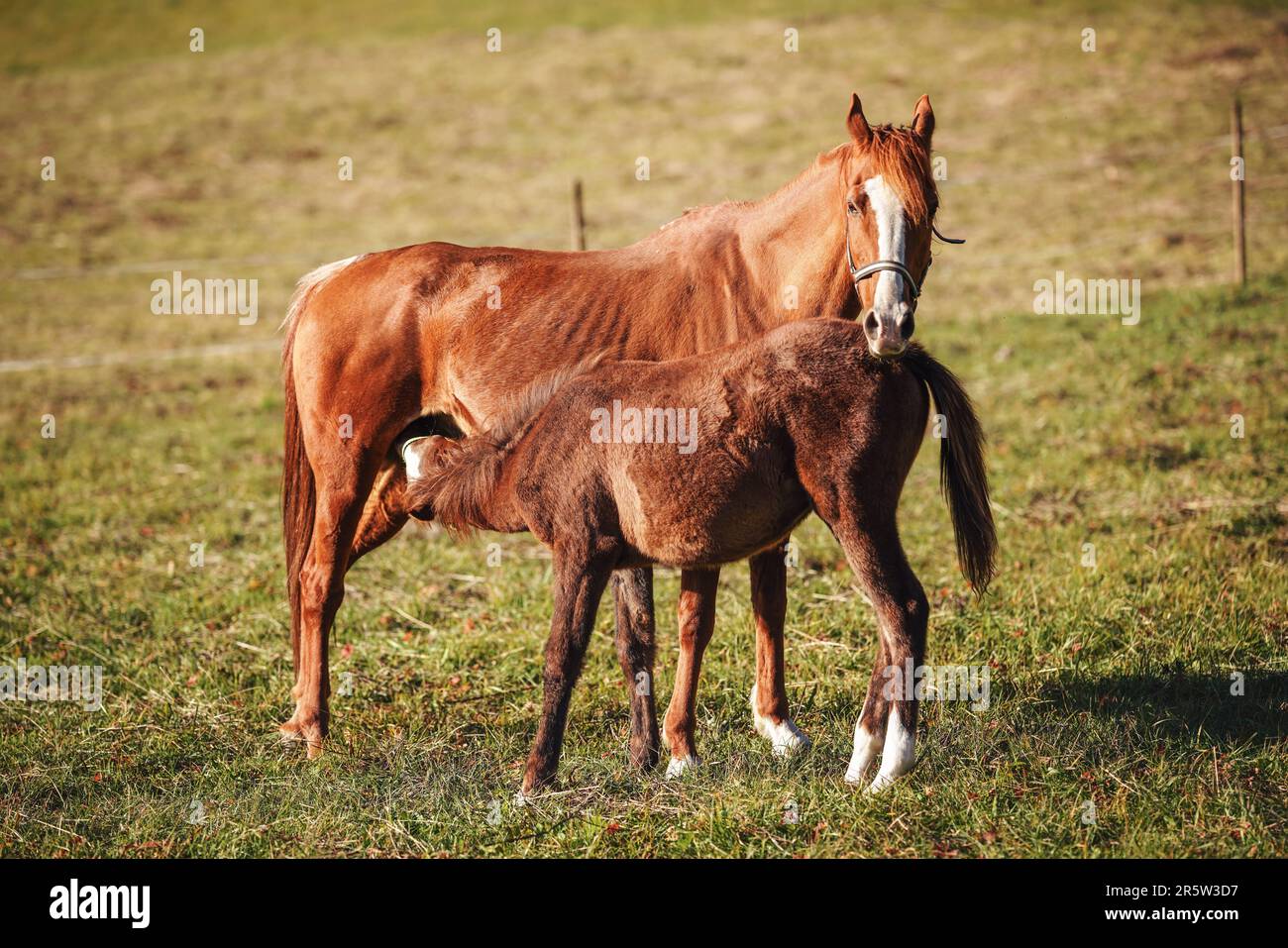 Poulain de jeune cheval arabe brun qui boit du lait de mère sur la prairie verte Banque D'Images