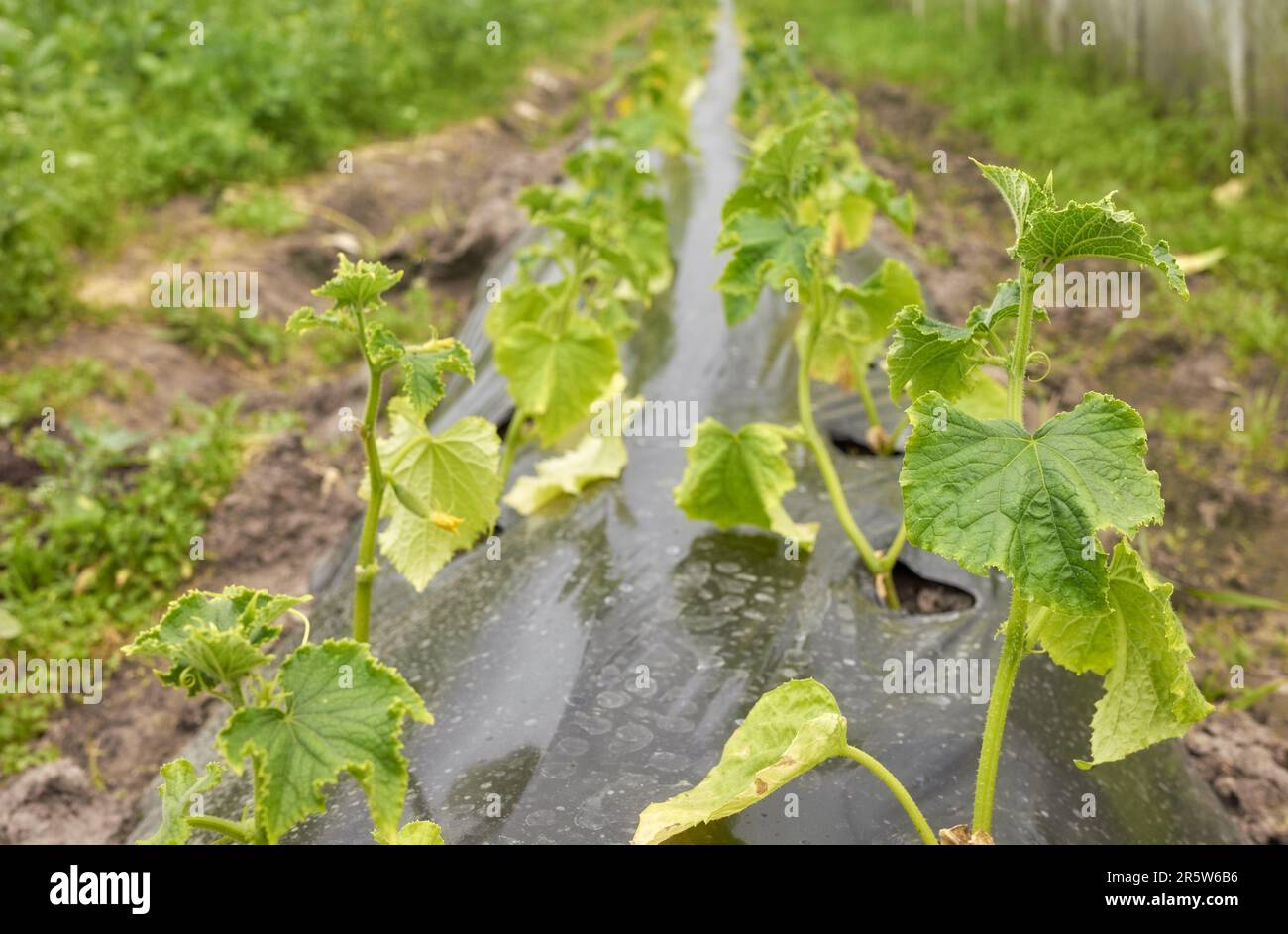 Photo de gros plan de semis de légumes biologiques, mise au point sélective. Banque D'Images