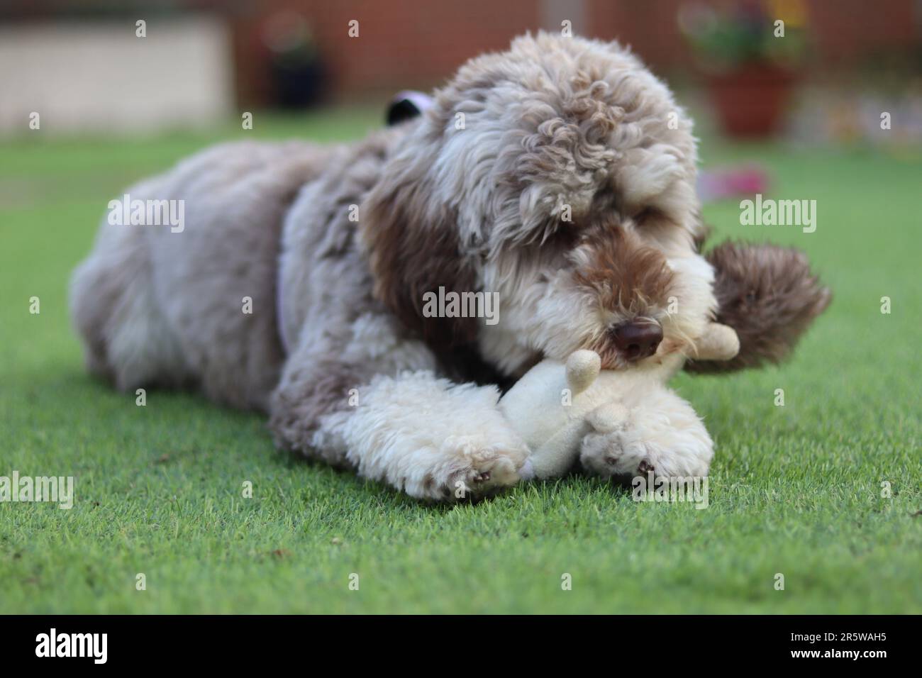 Un chiot cocapoo joyeux joue avec un jouet coloré qu'il a fermement tenu dans ses pattes Banque D'Images