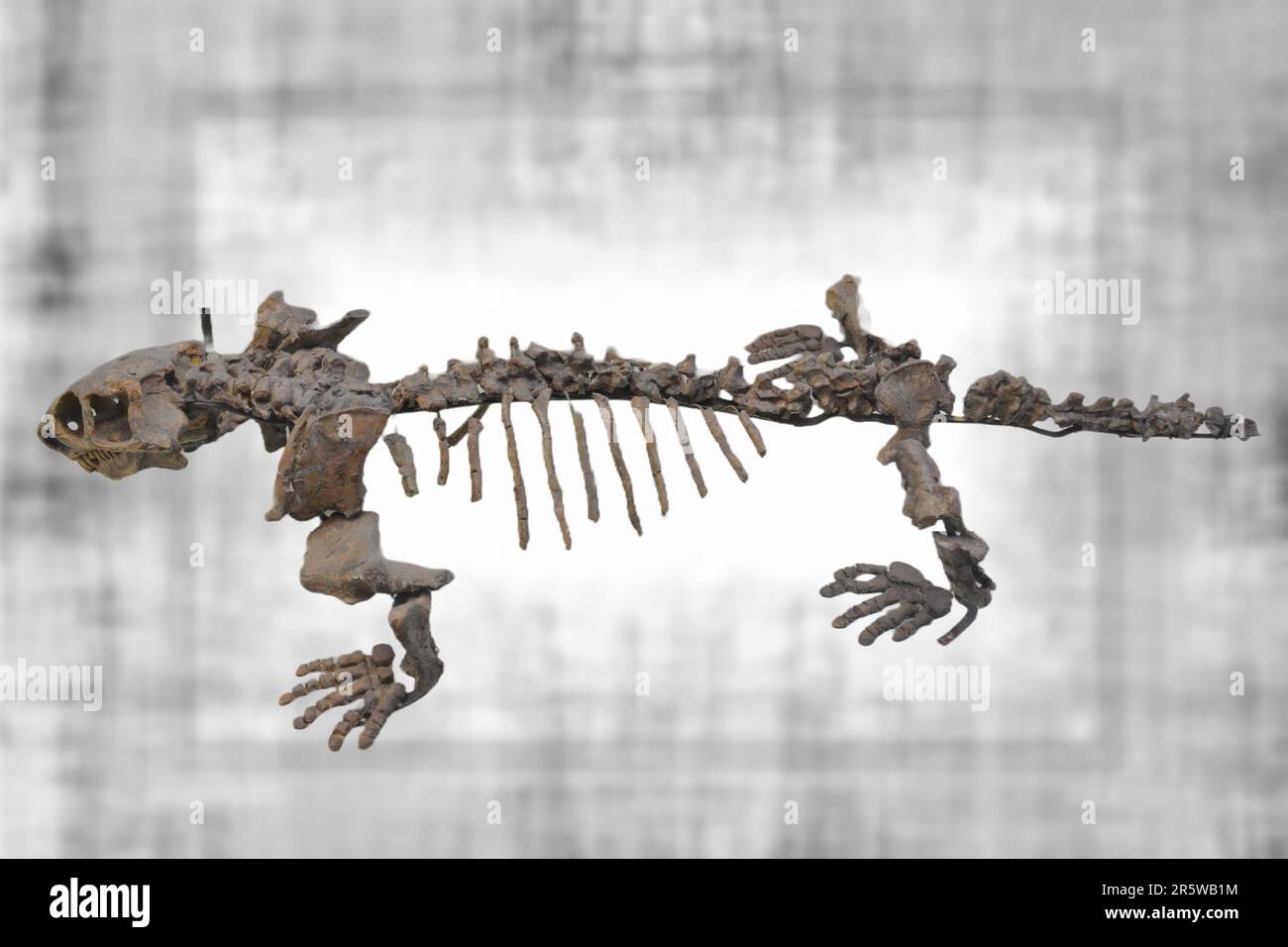 Ennatosaurus est un genre éteint de synapsides caséides qui vivaient au cours du Permien moyen dans le nord de la Russie européenne Banque D'Images