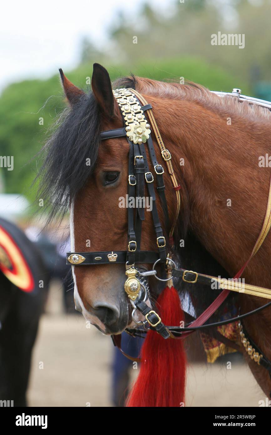 Le Drum Shire Horse Apollo au Royal Windsor Horse Show 2023, en compagnie de la Household Cavalry, Blues and Royals Banque D'Images