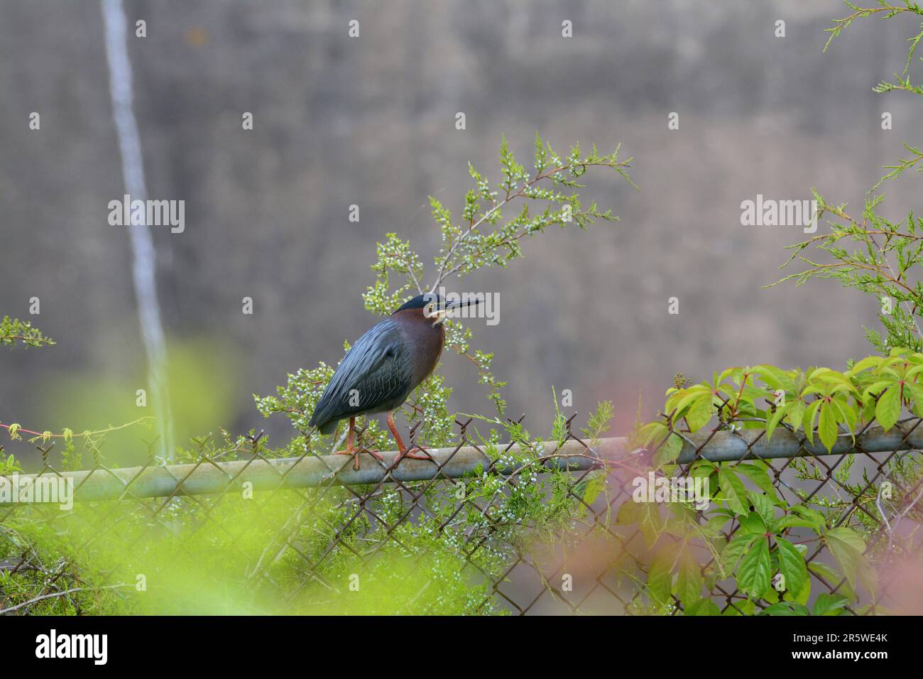 Heron vert sur une clôture à maillons de chaîne Banque D'Images