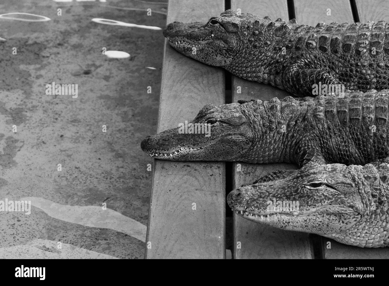 Deux grands alligators américains (Alligator mississippiensis) reposent sur un vieux banc en bois dans un marais sauvage près d'un plan d'eau Banque D'Images
