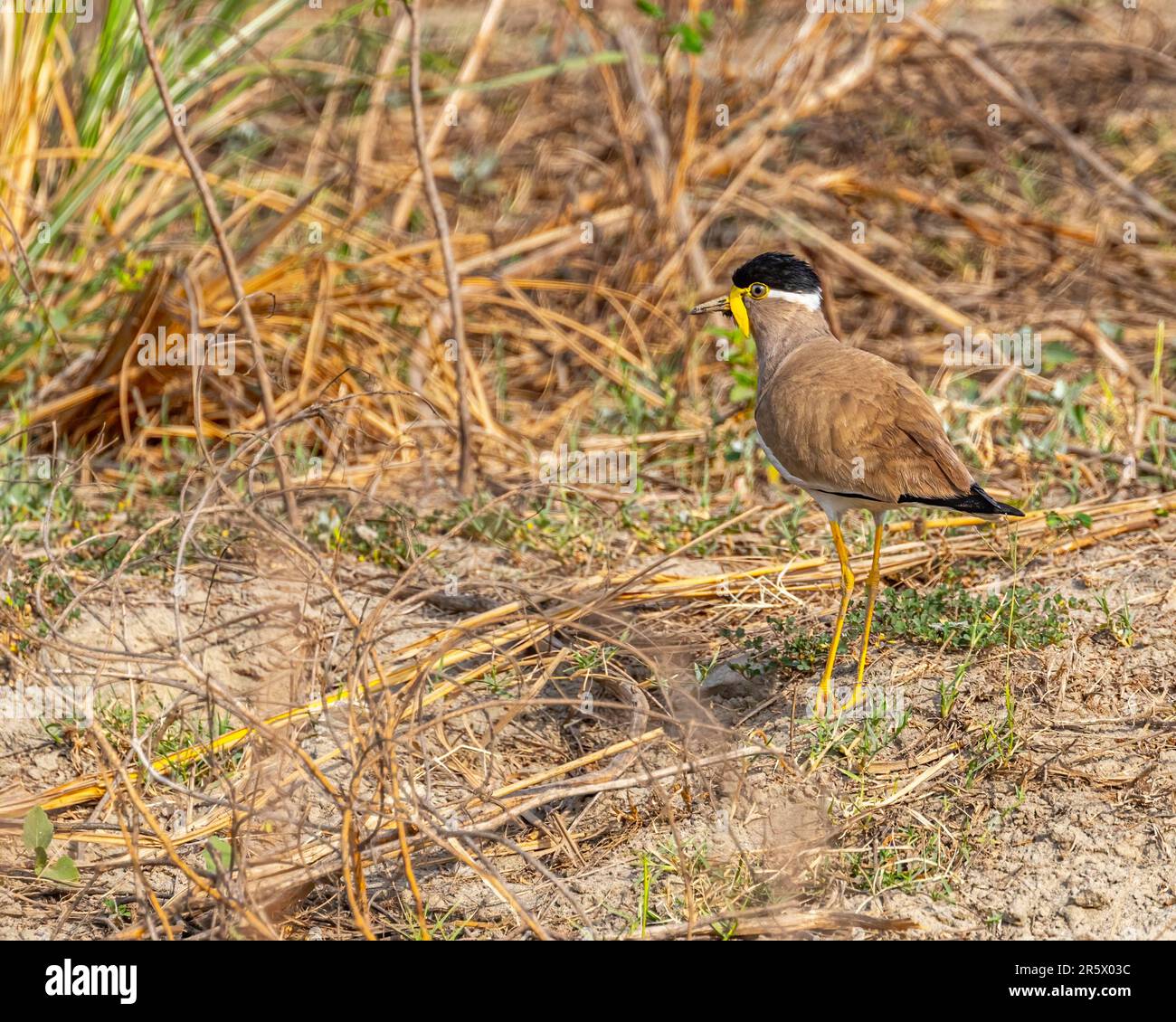 Un oiseau de lapwing à la puissance jaune est montré marchant sur un terrain sablonneux Banque D'Images