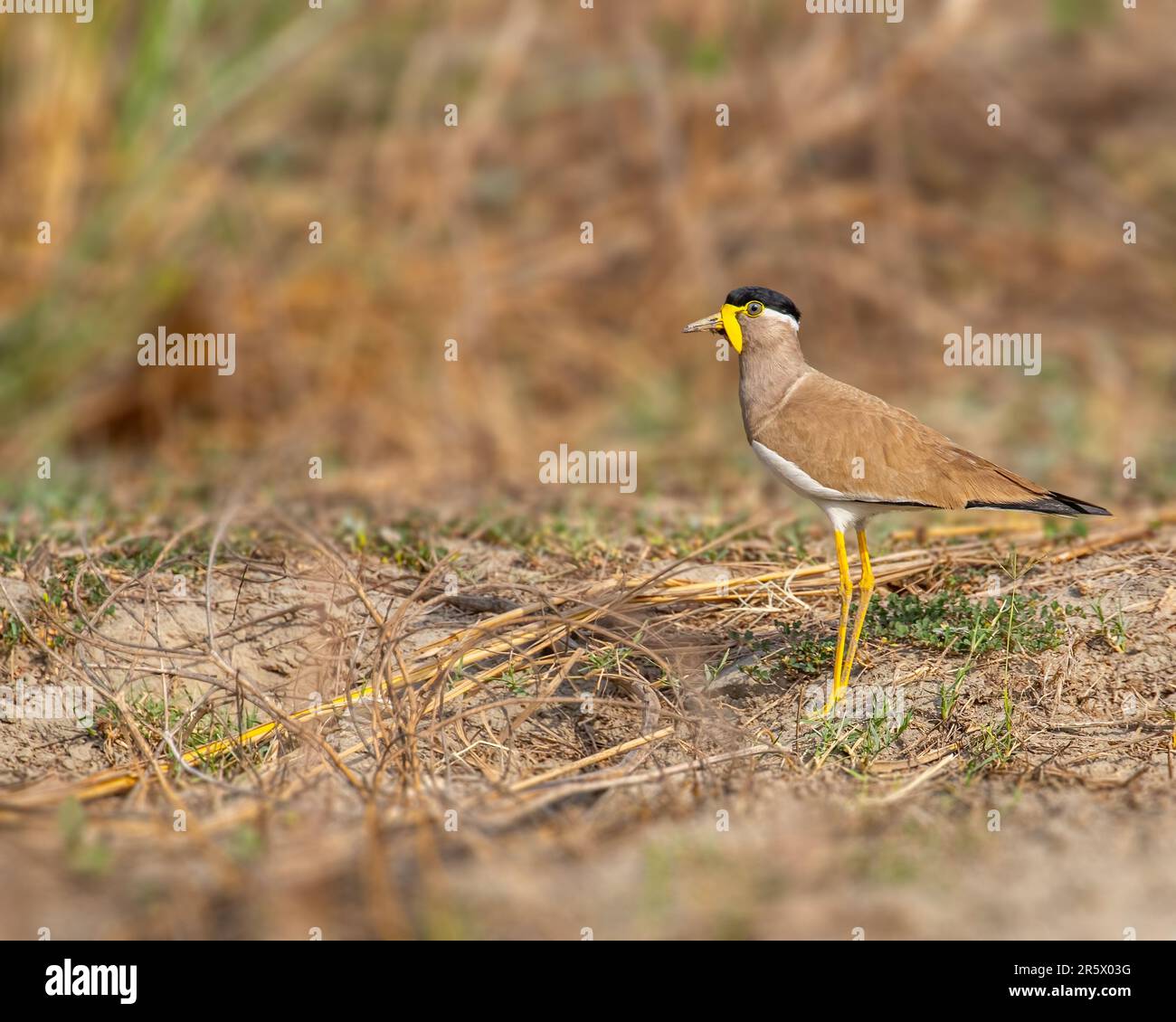 Un oiseau de lapwing à la puissance jaune est montré marchant sur un terrain sablonneux Banque D'Images