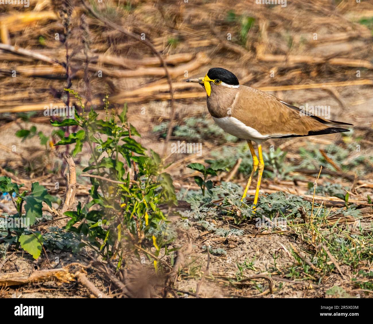 Un oiseau de lapwing à la puissance jaune est montré marchant sur un terrain sablonneux Banque D'Images