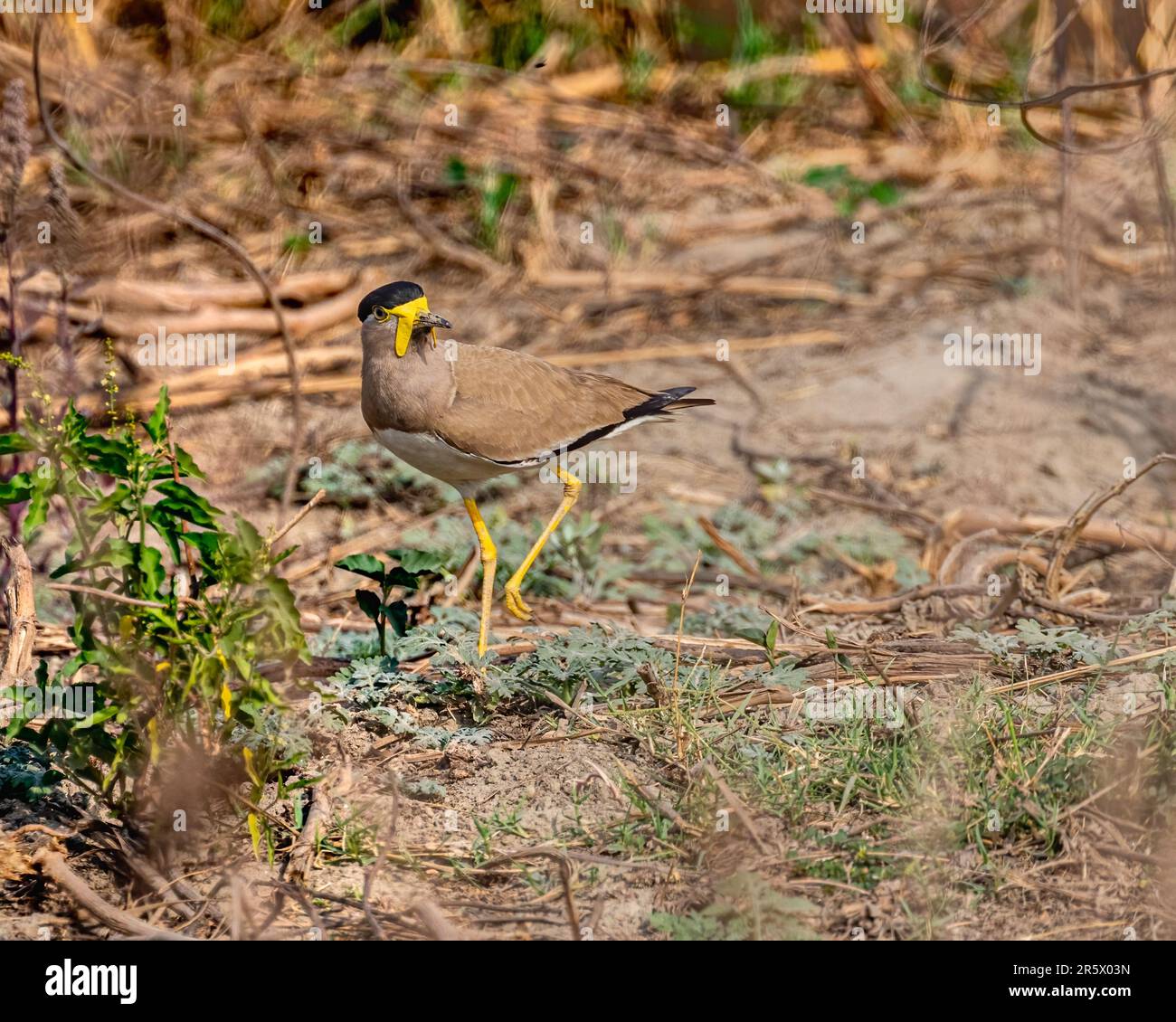 Un oiseau de lapwing à la puissance jaune est montré marchant sur un terrain sablonneux Banque D'Images