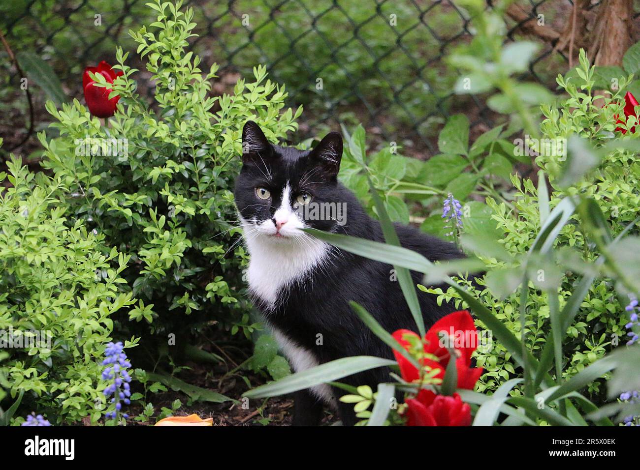 Un beau chat noir et blanc assis dans un lit de fleurs dans le jardin avec des fleurs colorées Banque D'Images