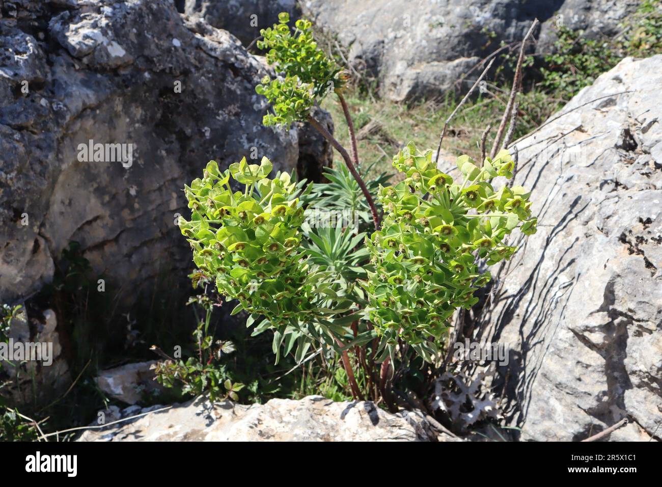 Paeonia broteri fleur unique à El Torcal de Antequera, Malaga, Espagne Banque D'Images