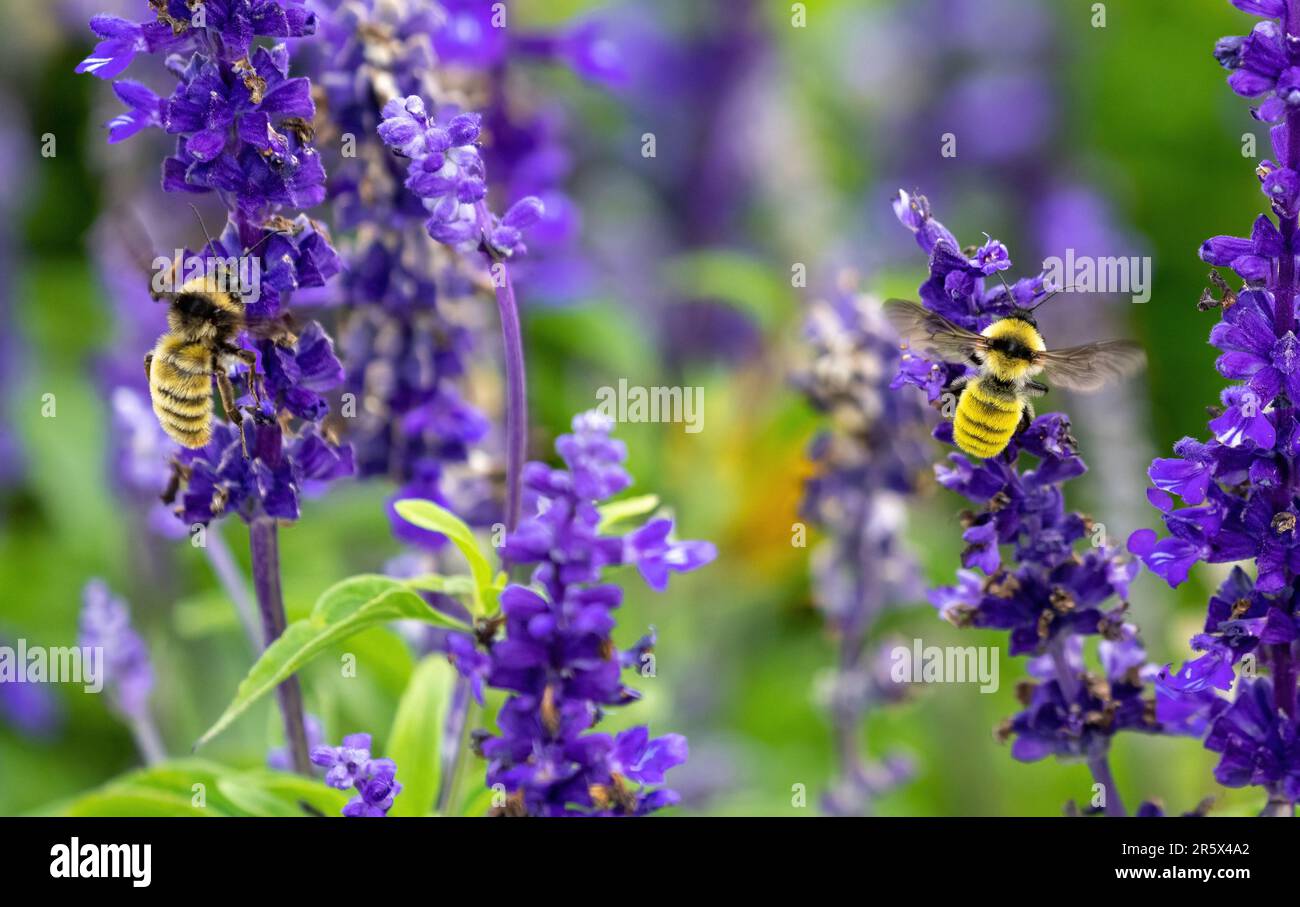 Deux bourdons de différentes couleurs, l'une jaune foncé l'autre plus neutre, planant ensemble comme ils pollinisent dans un jardin de fleurs de lavande. Banque D'Images