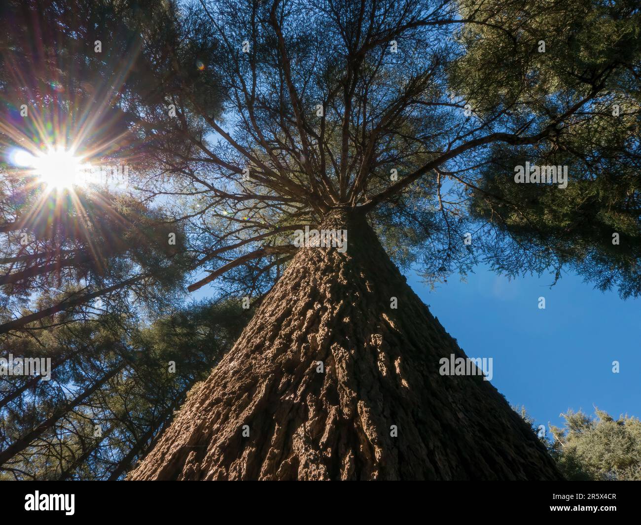 Vue à angle bas d'un vieux cèdre de l'Atlas marocain (Cedrus atlantica) dans la forêt des Cèdres Gouraud, dans les montagnes du Moyen Atlas près d'Azrou, au Maroc. Banque D'Images