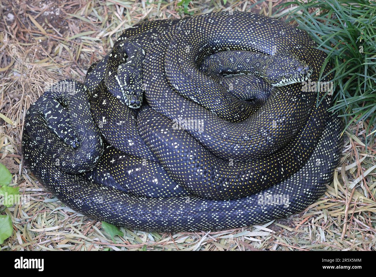 Des pythons de diamants australiens ont bouclés dans le ballon Banque D'Images