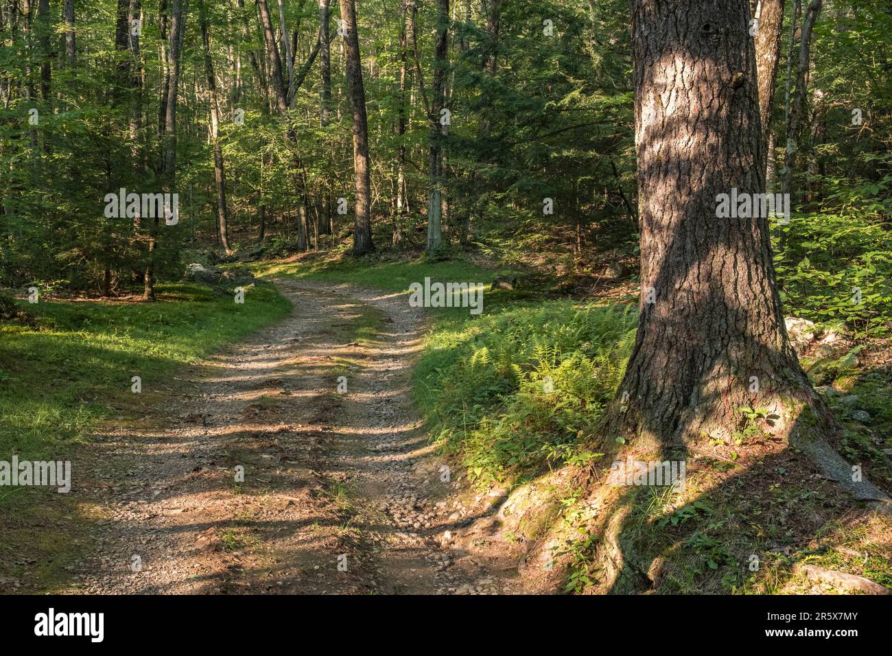 Une route de terre traversant une forêt dans le Massachusetts rural Banque D'Images