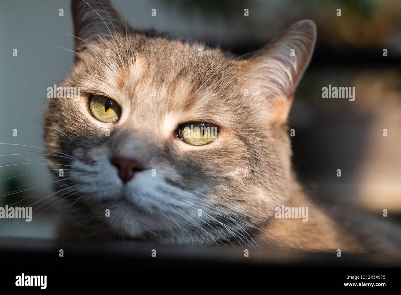 Gros plan photo d'un gris domestique shorthair dilue torbie tabby maison chat avec de longs whiskers et les yeux verts regardant l'appareil photo et de l'escouction Banque D'Images